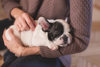 Free Photo of animals, dogs, domesticated