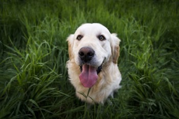 Free Photo of animals, dogs, domesticated