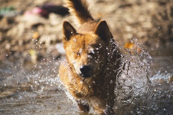 Free Photo of animals, dogs, domesticated