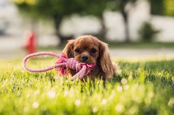 Free Photo of animals, dogs, domesticated