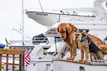 Free Photo of animals, dogs, domesticated