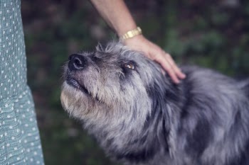 Free Photo of animals, dogs, domesticated