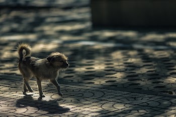 Free Photo of animals, dogs, domesticated