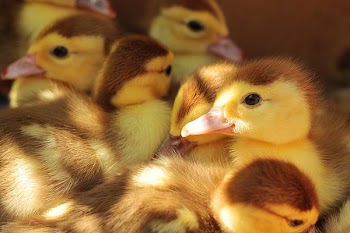 Free Photo of animals, ducks, ducklings