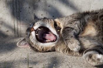 Free Photo of animals, feline, cats