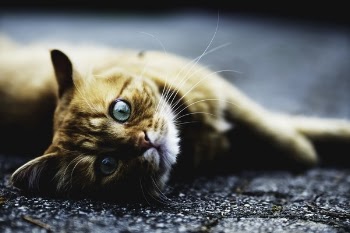 Free Photo of animals, feline, cats