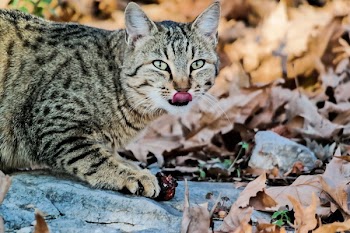 Free Photo of animals, feline, cats