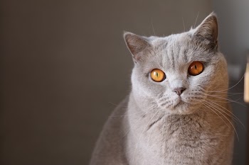 Free Photo of animals, feline, cats