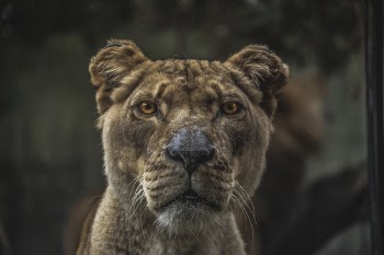 Free Photo of animals, feline, cats