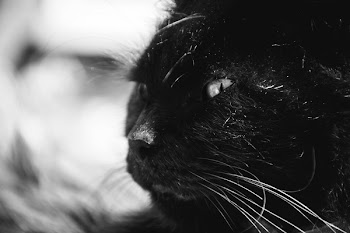 Free Photo of animals, feline, cats