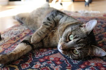 Free Photo of animals, feline, cats