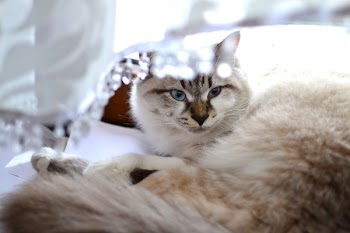 Free Photo of animals, feline, cats