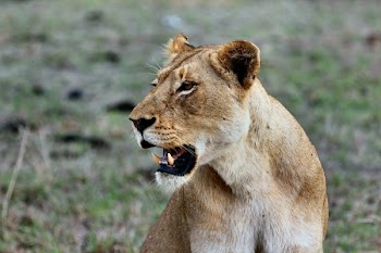 Free Photo of animals, feline, lion