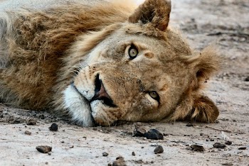 Free Photo of animals, feline, lion
