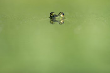 Free Photo of animals, frogs, amphibians