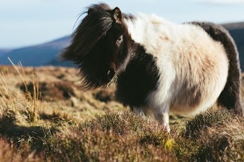 Free Photo of animals, horse, hair
