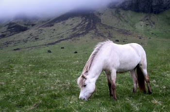Free Photo of animals, horses, beautiful