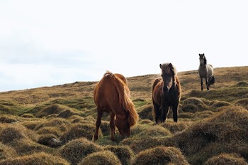 Free Photo of animals, horses, beautiful