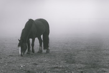 Free Photo of animals, horses, beautiful