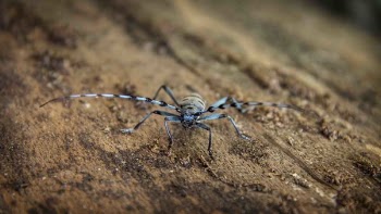 Free Photo of animals, insects, bugs