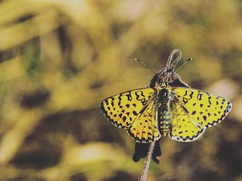 Free Photo of animals, insects, butterfly