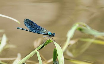 Free Photo of animals, insects, dragonfly