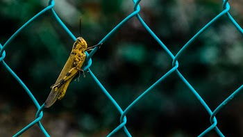 Free Photo of animals, insects, grasshopper