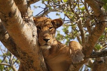 Free Photo of animals, lions, cubs