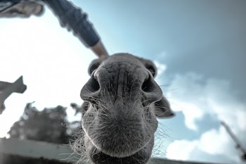 Free Photo of animals, mammals, camel