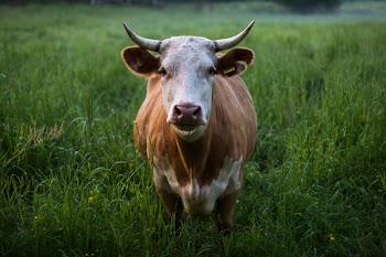 Free Photo of animals, mammals, cattle