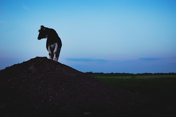 Free Photo of animals, mammals, cow