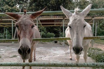 Free Photo of animals, mammals, donkeys