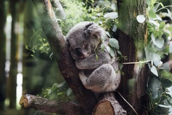 Free Photo of animals, mammals, koala