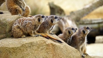 Free Photo of animals, mammals, meerkat