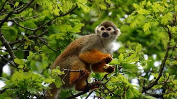 Free Photo of animals, mammals, monkeys