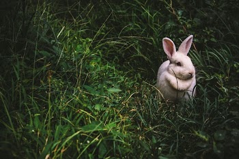 Free Photo of animals, mammals, rabbits
