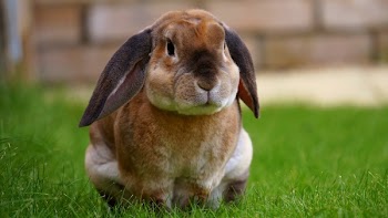 Free Photo of animals, mammals, rabbits