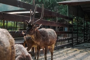 Free Photo of animals, mammals, reindeers