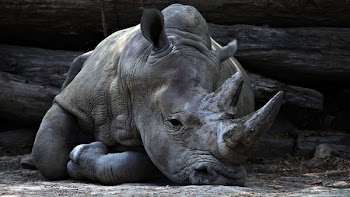 Free Photo of animals, mammals, rhinoceros