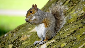 Free Photo of animals, mammals, squirrel