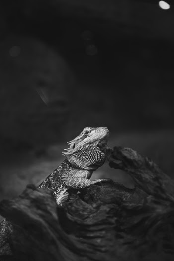 Free Photo of animals, pet, lizard