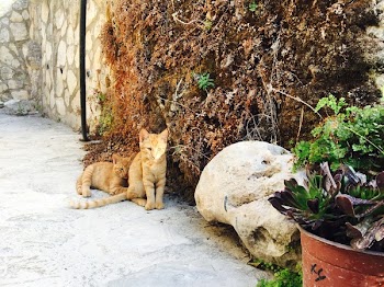 Free Photo of animals, pets, garden