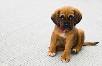 Free Photo of animals, puppy, dogs