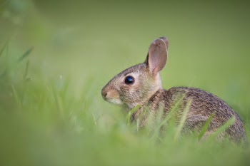 Free Photo of animals, rabbits, hares