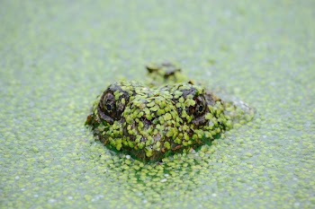 Free Photo of animals, reptiles, amphibians