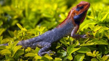 Free Photo of animals, reptiles, chameleon