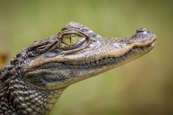 Free Photo of animals, reptiles, crocodile