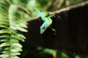 Free Photo of animals, reptiles, lizard