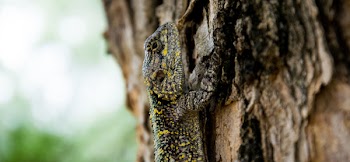 Free Photo of animals, reptiles, lizard
