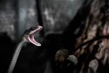 Free Photo of animals, reptiles, snakes
